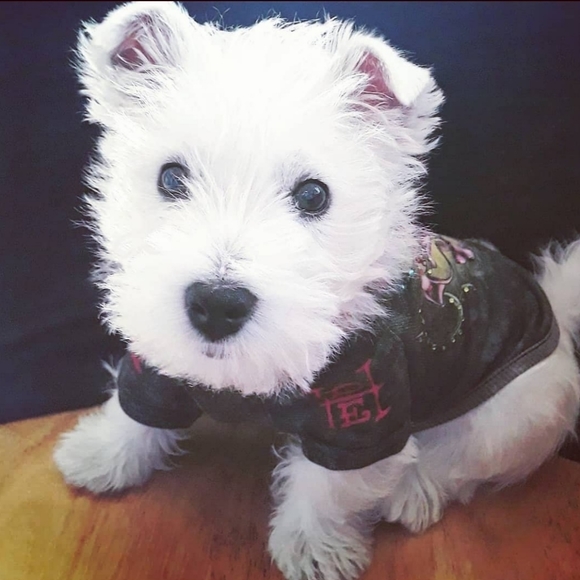 Meet your Posher, Rahjeena - Picture 4 of 16